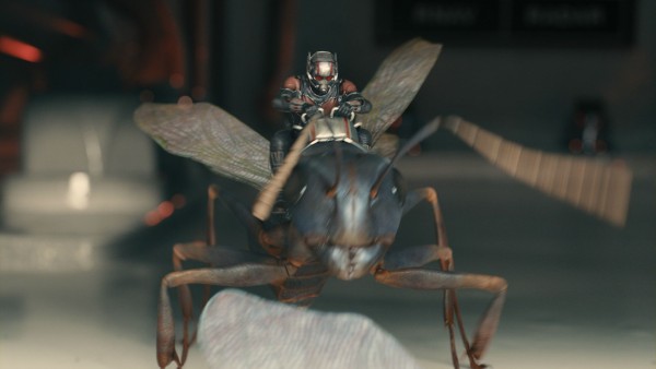 Riding the Ant